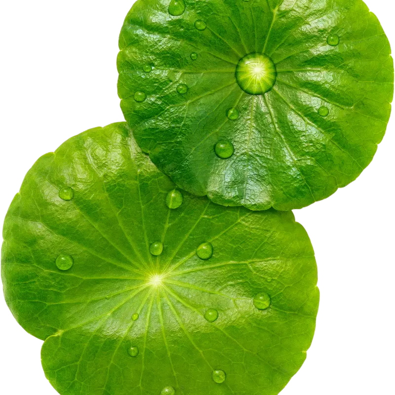 Centella Asiatica Extract